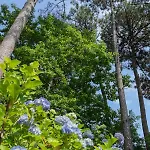 Maison Bois Au Bord Du シャレー *