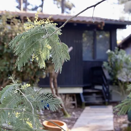 Chalet Maison Bois Au Bord Du